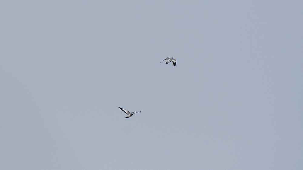 Stock Dove